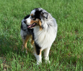 un perro de raza pastor australiano en el campo