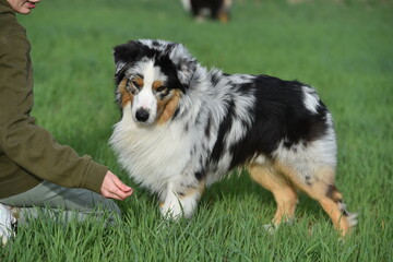 un precioso perro de raza pastor australiano en un campo verde