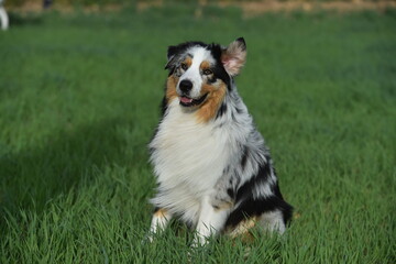 Fototapeta premium un precioso perro de raza pastor australiano en un campo verde