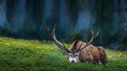 Sleeping Deer