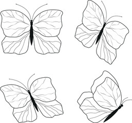 vector set of  black and white butterflies