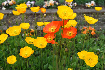 カラフルな色のポピーが咲く日本の春の風景