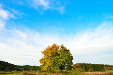 Fototapeta premium 村松蛭野のイチョウ（新潟県）