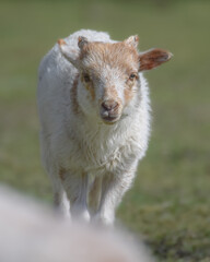 Fototapeta premium Adorable little white and brown newborn lamb