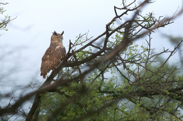 Dusky eagle-owl perched on a tree at Keoladeo Ghana National Park, Bharatpur, India
