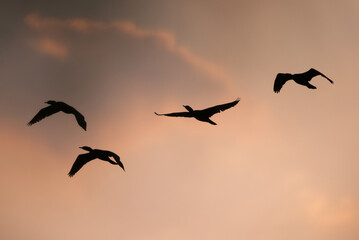 little cormorant flying during sunset at Keoladeo Ghana National Park, Bharatpur, India