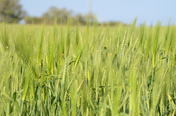 Young green wheat in the field. Green and pale yellow ears of wheat. Freekeh