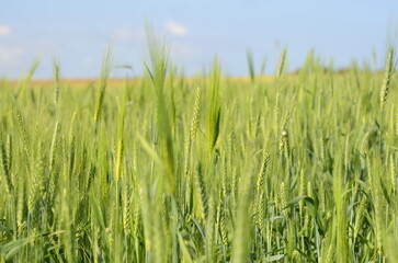 Young green wheat in the field. Green and pale yellow ears of wheat. Freekeh