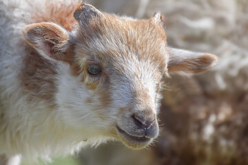 Adorable little white and brown newborn lamb - 589530598