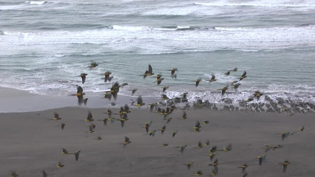 Group of Loros barranqueros flying and playing in the beach. Rio Negro, Patagonia Argentina