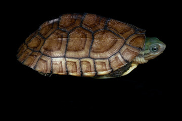 yellow pond turtle (Mauremys mutica) - 589531376