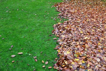 autumn leaves and green grass 