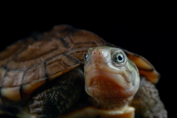 yellow pond turtle (Mauremys mutica) - 589531727