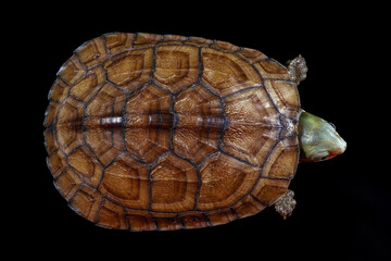 yellow pond turtle (Mauremys mutica) - 589531908