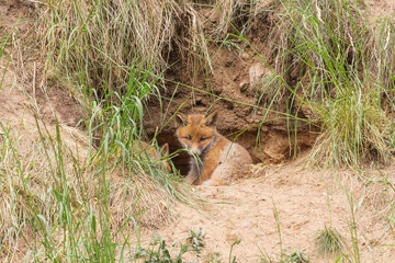 Fuchswelpen am Fuchsbau