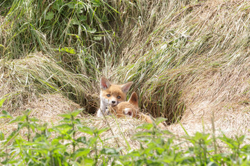 Fuchswelpen am Fuchsbau