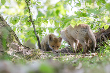 Fuchswelpen am Fuchsbau