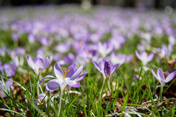 Wide spring meadow with a fresh purple crocus flowers in the lush green grass. Seasonal plants and herbs backgrounds