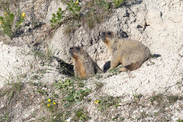 Bobak marmots stand on a stone on summer day