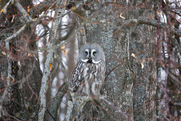Great gray owl sitting on a tree branch
