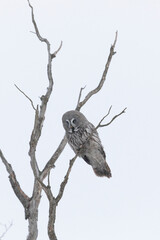 Great gray owl sitting on a tree branch