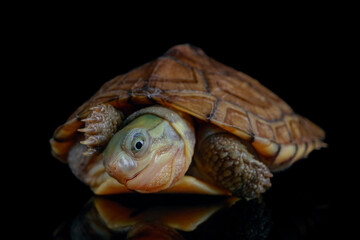 yellow pond turtle (Mauremys mutica) - 589533134