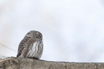 Eurasian pygmy owl sitting on a tree branch in spring day