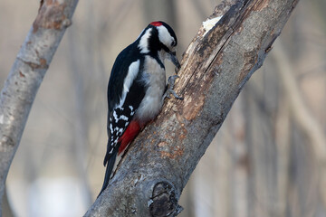 big spotted woodpecker sits on a pine tree