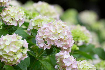 Closeup of green hydrangea (Hydrangea macrophylla)