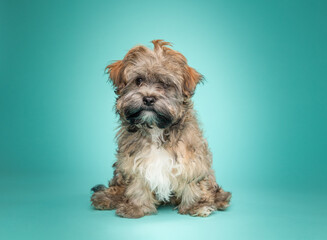 A studio portrait of an adorable Havanese Puppy on a teal background sitting looking at the camera