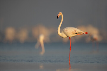 Greater Flamingo resting on one leg in the early morning hours at Eker creek, Bahrain © Dr Ajay Kumar Singh