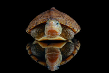yellow pond turtle (Mauremys mutica) - 589533512
