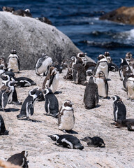 King's penguins