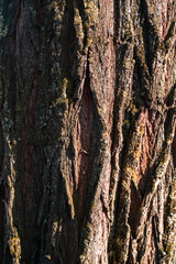 bark of a tree