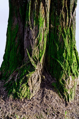 tree trunk with moss