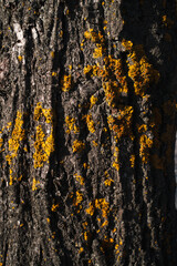 bark of a tree