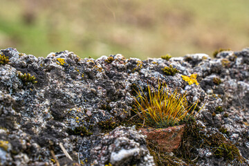 moss on stone