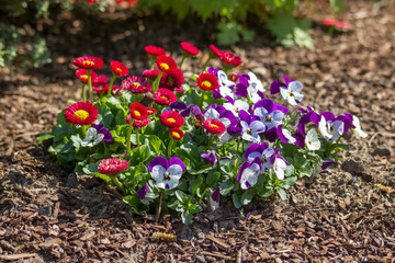 Daisies and pansies in a spring garden