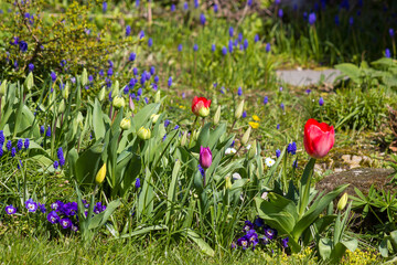spring flowers in the garden - close up