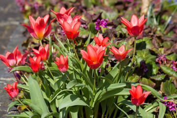 Fototapeta premium red tulips in a garden