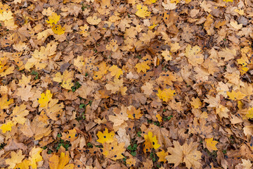 Dull orange foliage on trees in autumn cloudy weather