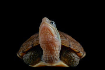 yellow pond turtle (Mauremys mutica) - 589534903