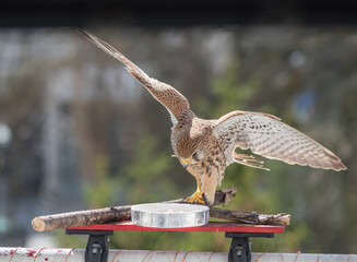 Falco tinnunculus on the balcony. Urban concept. Bird feeding. - 589534918