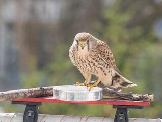 Falco tinnunculus on the balcony. Urban concept. Bird feeding. - 589534973