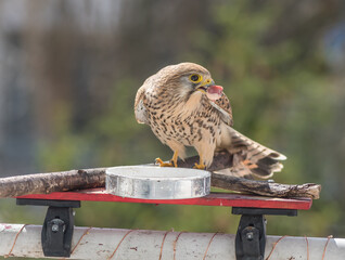 Falco tinnunculus on the balcony. Urban concept. Bird feeding. - 589534995