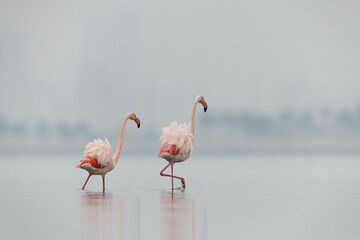A pair of Greater Flamingos wading in the early morning hours at Eker creek, Bahrain