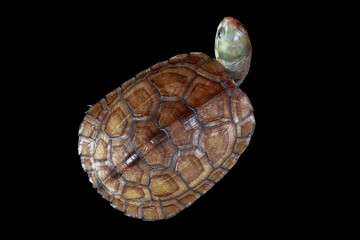 yellow pond turtle (Mauremys mutica) - 589535363