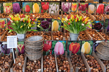 Bloemenmarkt in Amsterdam Niederlande