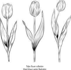 Hand drawn illustration and sketch Tulips flower. Black and white line art vintage illustration. Idea for business card, typography, print, invitation, t-shirt.