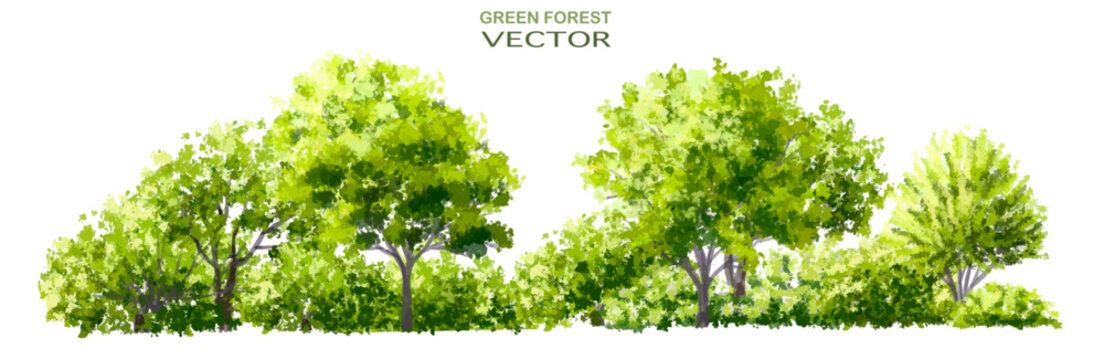 Vector watercolor of tree or forest side view isolated on white background for landscape  and architecture drawing, elements for environment and garden, painting botanical for section and elevation 
